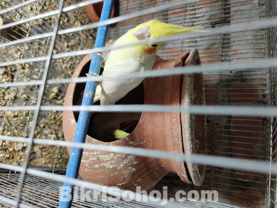 রানিং ককাটেল এক জোড়া